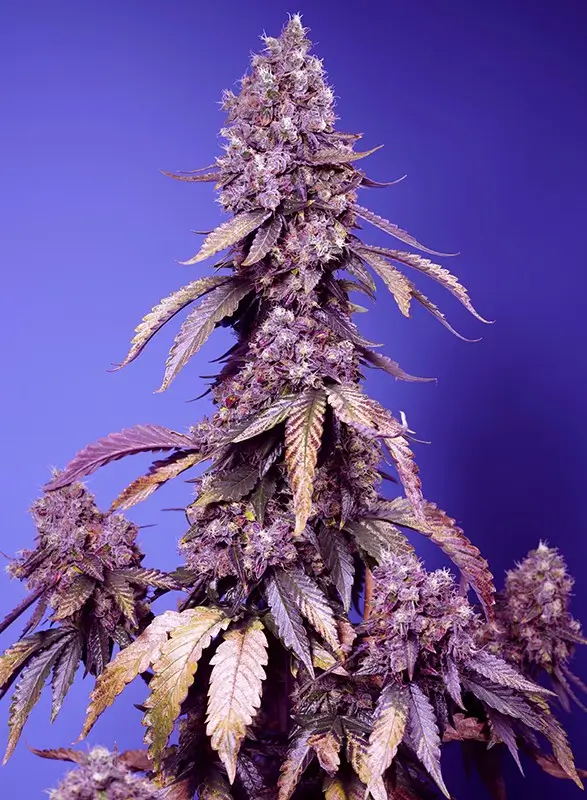 Strain logo