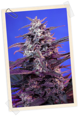 Strain logo
