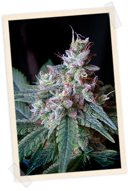 Strain logo