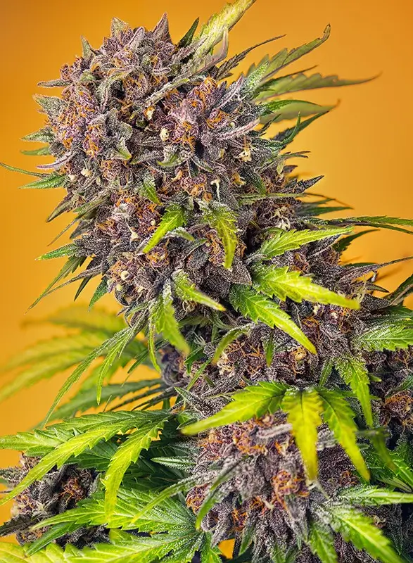 Strain logo