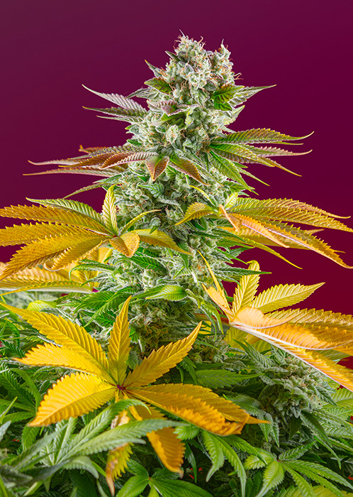 Strain logo