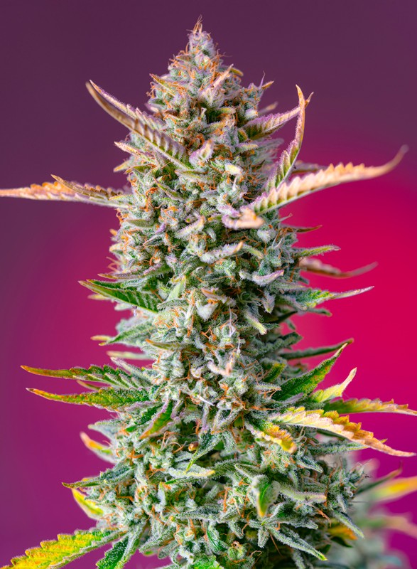 Strain logo