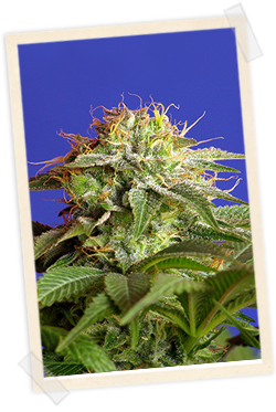 Strain logo