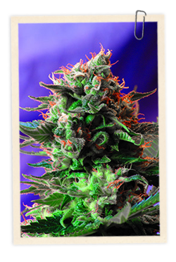 Strain logo