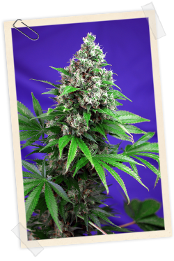 Strain logo