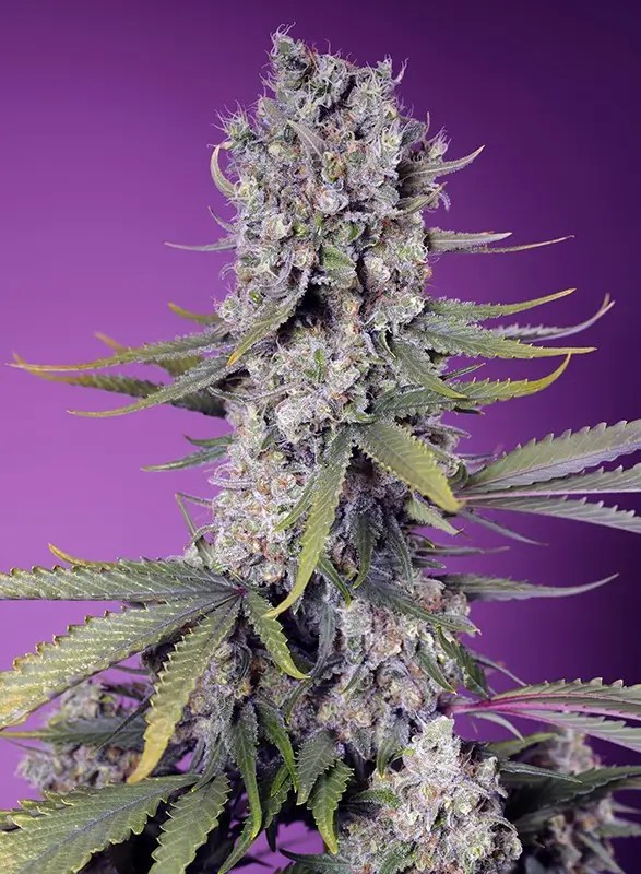 Strain logo