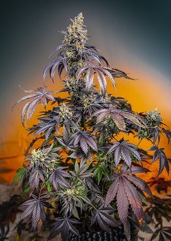 Strain logo