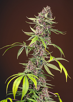 Strain logo