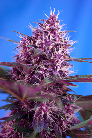 Strain logo