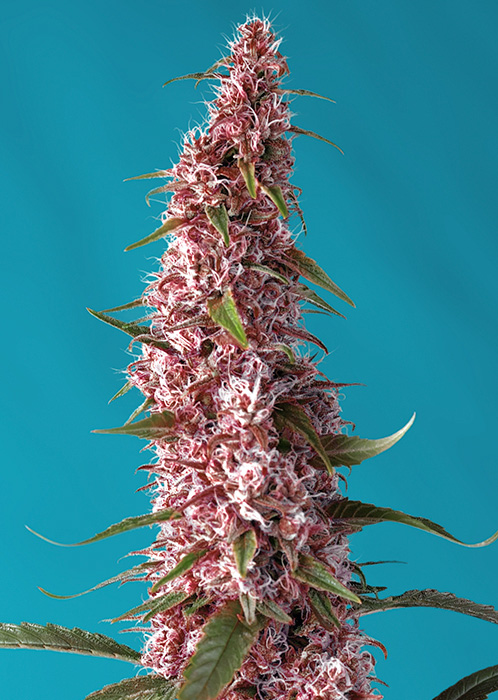Strain logo