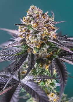 Strain logo