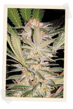 Strain logo