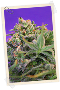 Strain logo