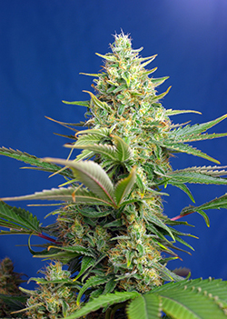 Strain logo