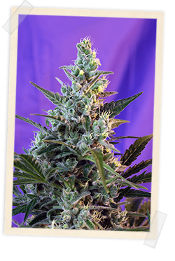 Strain logo