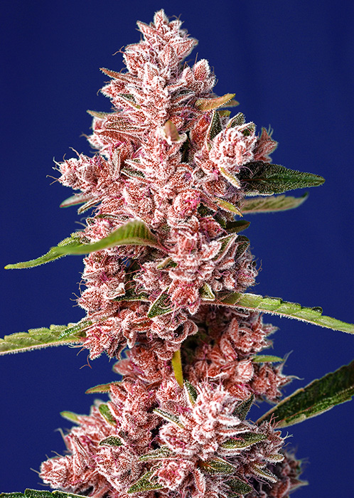 Strain logo