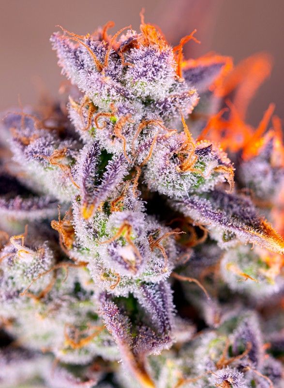 Strain logo