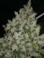 An image of Sour Kosher