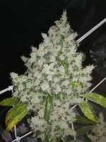 An image of Sour Kosher