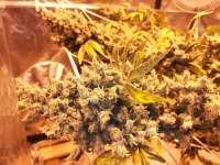 An image of Sour Kosher