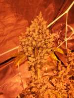 An image of Sour Kosher