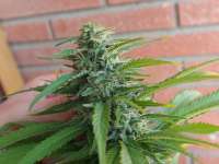 An image of White Domina