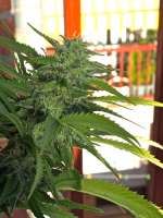 An image of White Domina