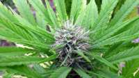 An image of White Domina